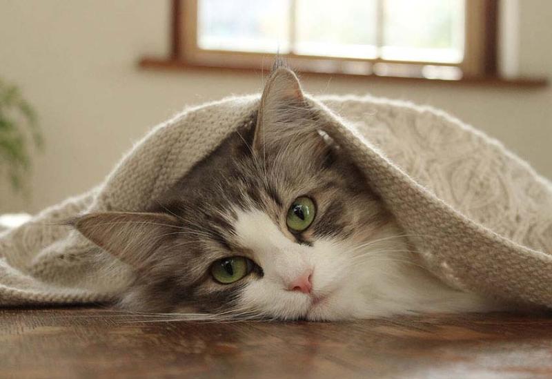 Máy ảnh Canon EOS 3000D (Body Only) | Chính hãng