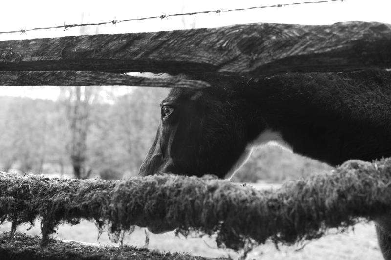 Máy ảnh Leica M Monochrom 
