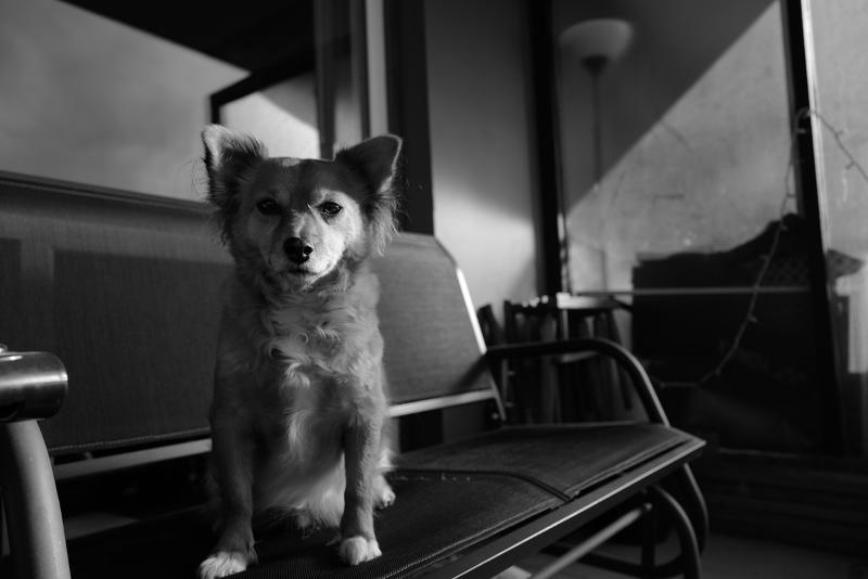 Máy ảnh Leica Q2 Reporter | Nhập Khẩu