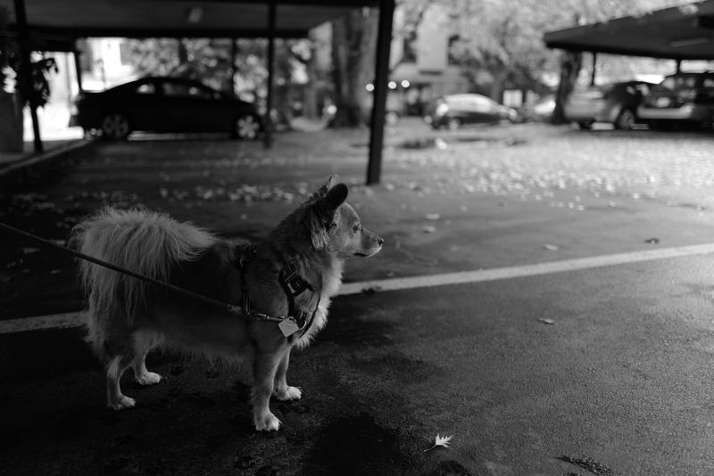 Máy ảnh Leica Q2 Monochrom Máy ảnh Leica Q2 Monochrom