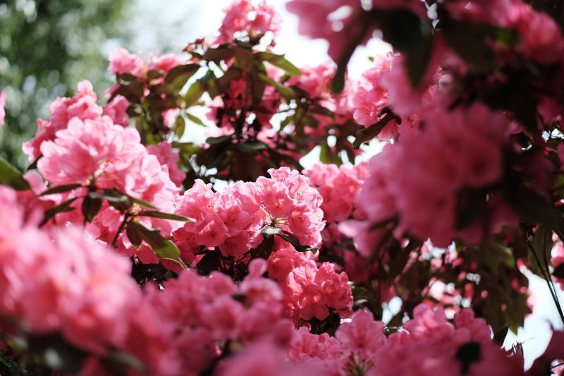 Máy ảnh Fujifilm X-T10 | Chính hãng