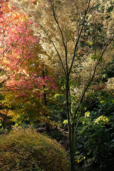 Máy ảnh Fujifilm X-T2 (Body Only) | Chính hãng