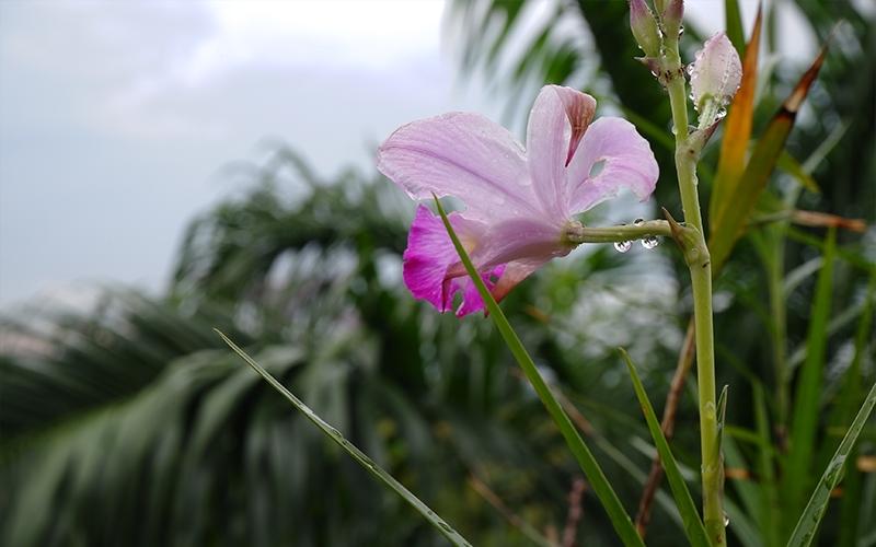 Máy ảnh Fujifilm X-A20 Máy ảnh Fujifilm X-A20