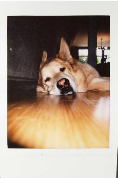 Máy ảnh Fujifilm Instax Mini 25