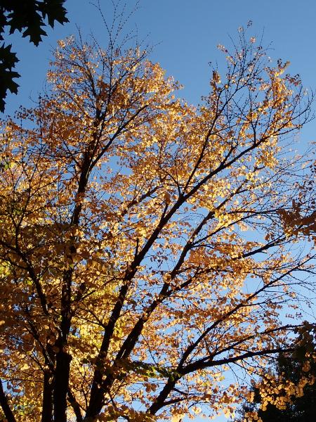 Máy ảnh Olympus OM-D E-M10 Mark IV kèm Lens 14-42mm EZ Máy ảnh Olympus OM-D E-M10 Mark IV kèm Lens 14-42mm EZ