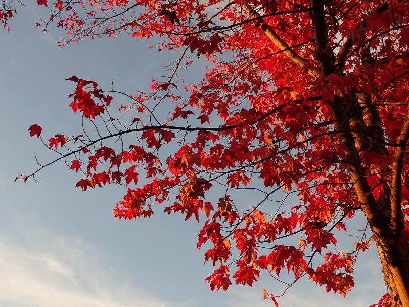 Máy ảnh Olympus OM-D E-M10 Mark IV kèm Lens 14-42mm EZ Máy ảnh Olympus OM-D E-M10 Mark IV kèm Lens 14-42mm EZ