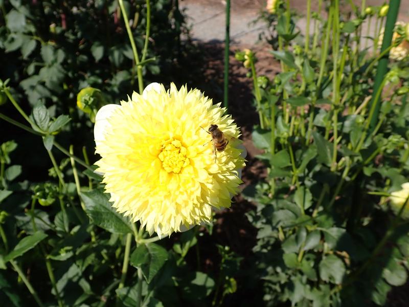 Máy ảnh Olympus OM-D E-M10 Mark IV (Body Black)