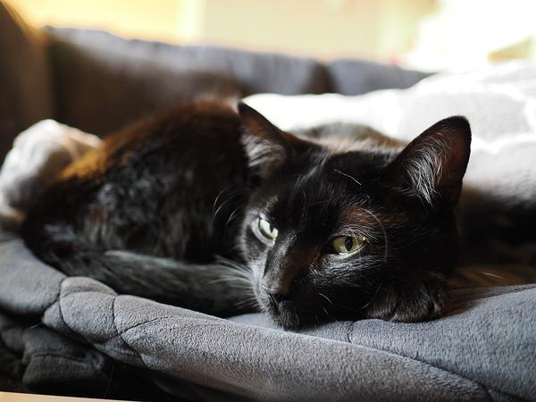 Máy ảnh OM SYSTEM OM-3 kèm M.Zuiko Digital 17mm f/1.8 II Kit