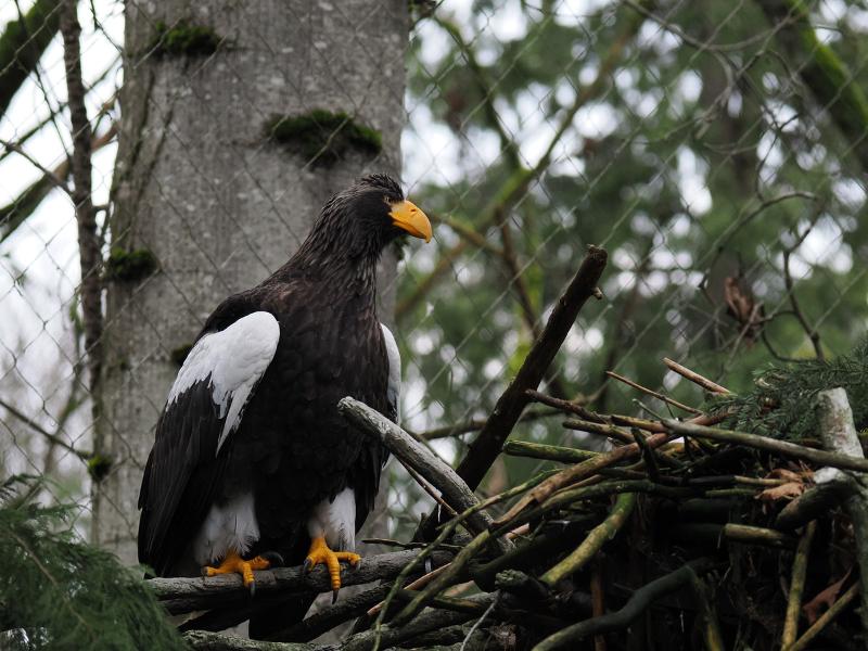 Máy ảnh OM SYSTEM OM-1 Mark II