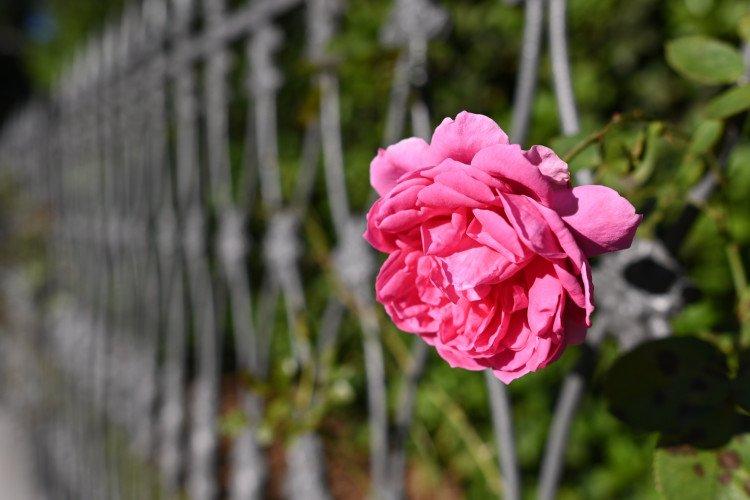 Máy ảnh Nikon Z50 (đen) kèm ống kính NIKKOR Z DX 16-50mm f/3.5-6.3 VR – chính hãng