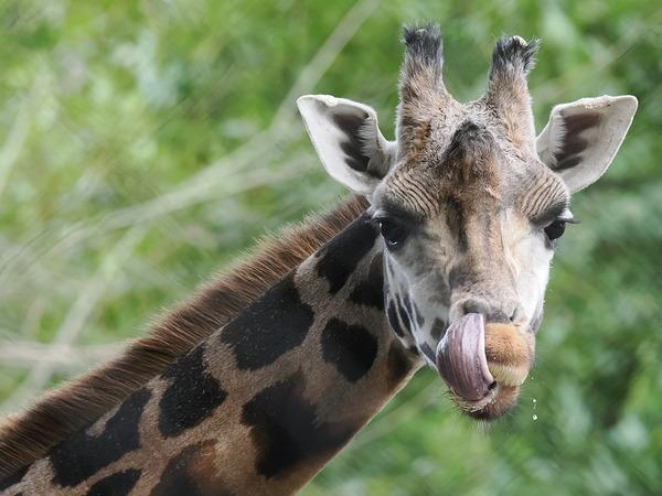 Máy ảnh OM SYSTEM OM-1 Mark II Body (Black)