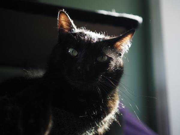 Máy ảnh OM SYSTEM OM-5 Mark II Body Black