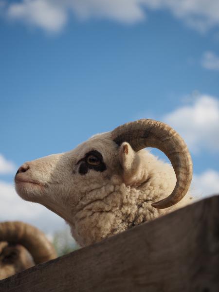 Máy ảnh OM SYSTEM OM-5 Mark II Body Black