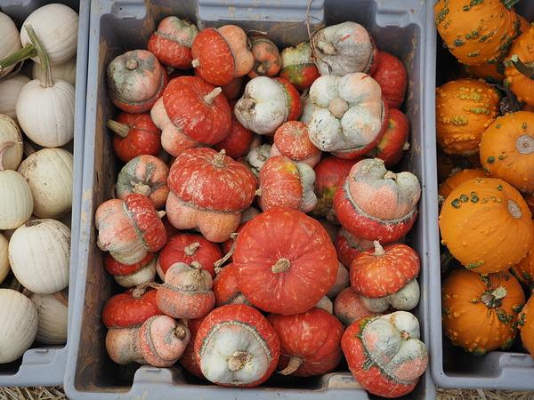 Máy ảnh OM SYSTEM OM-5 Mark II Body Sand Beige