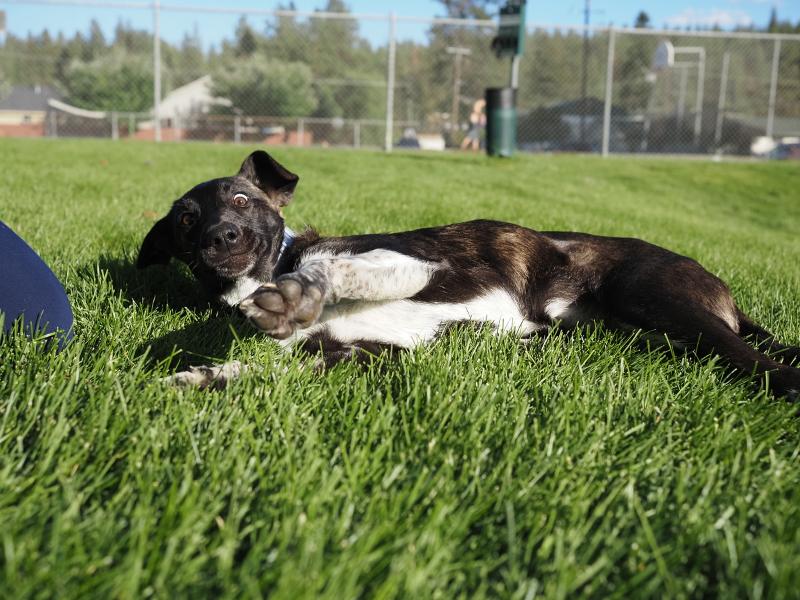 Máy ảnh OM SYSTEM OM-5 Mark II Silver (Body) Máy ảnh OM SYSTEM OM-5 Mark II Silver (Body)