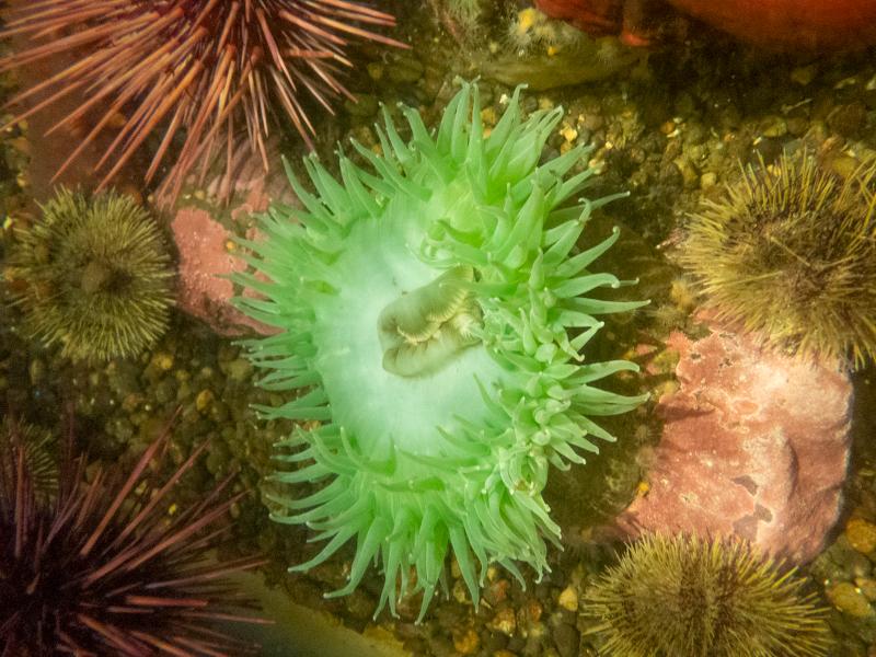 Máy ảnh Olympus Tough TG-7 (Red)