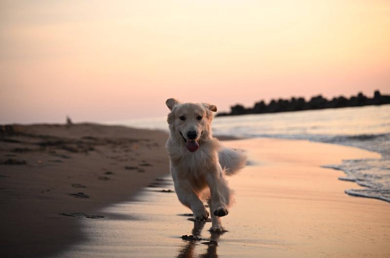 Máy ảnh Nikon Zf | Body Only | Silver (Chính hãng)