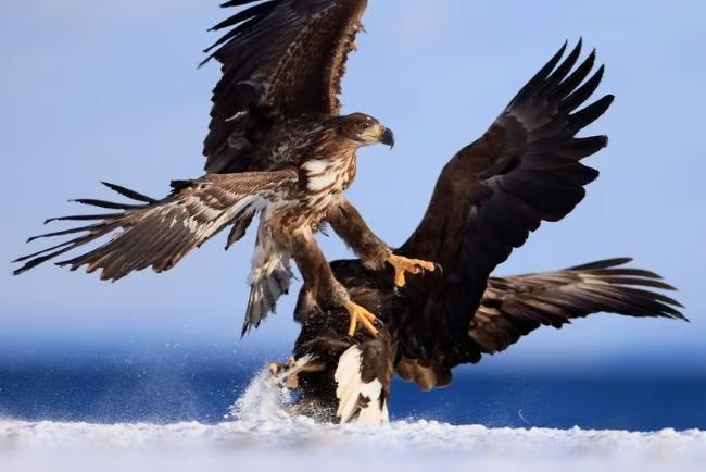 Ống kính Canon RF 400mm F2.8L IS USM