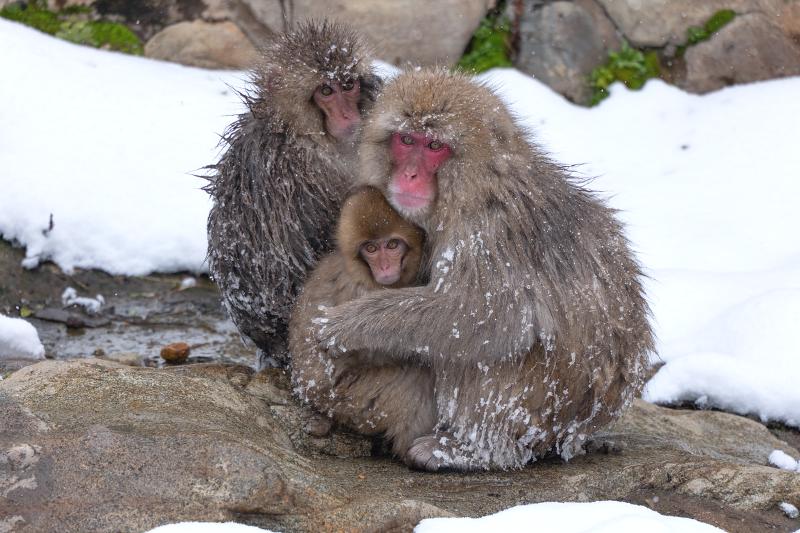 Máy ảnh Panasonic Lumix S5 Mark II X Máy ảnh Panasonic Lumix S5 Mark II X